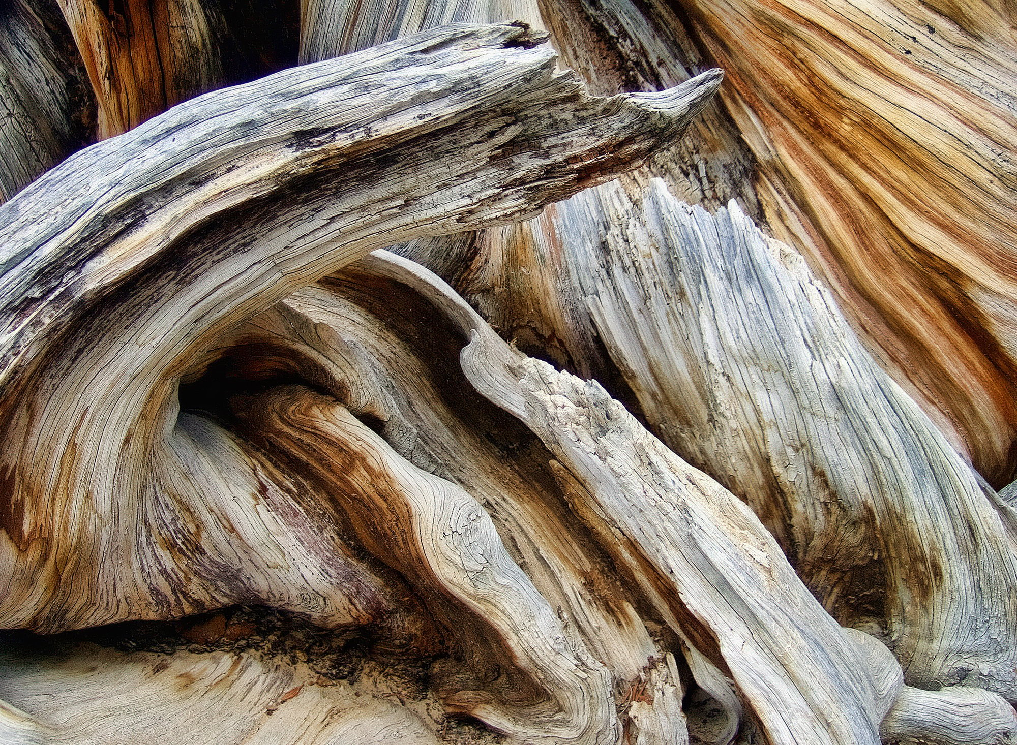 Intertwined old wood