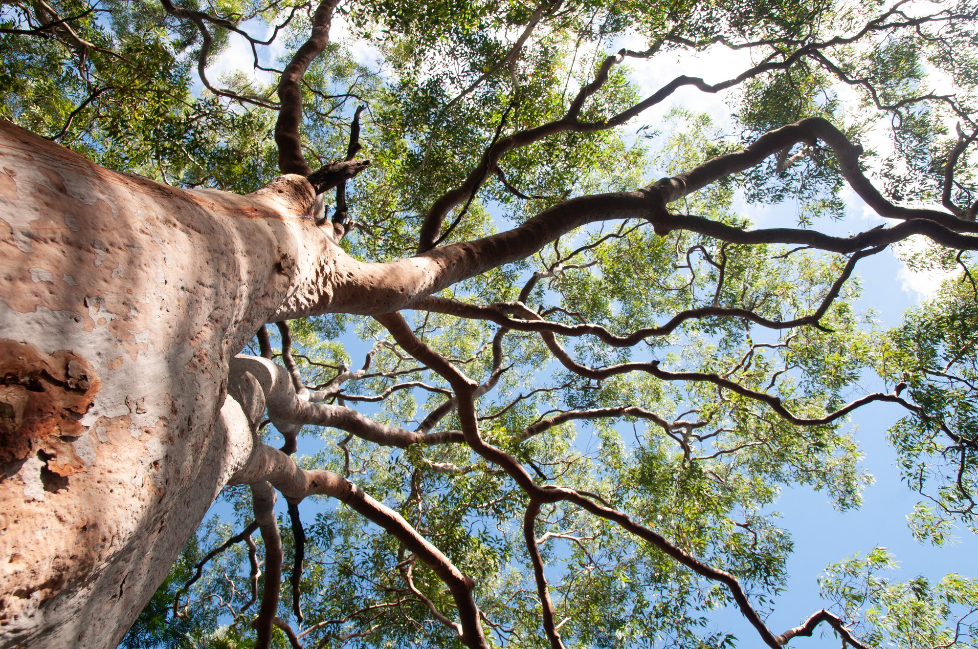 Looking up to blue sky through branches