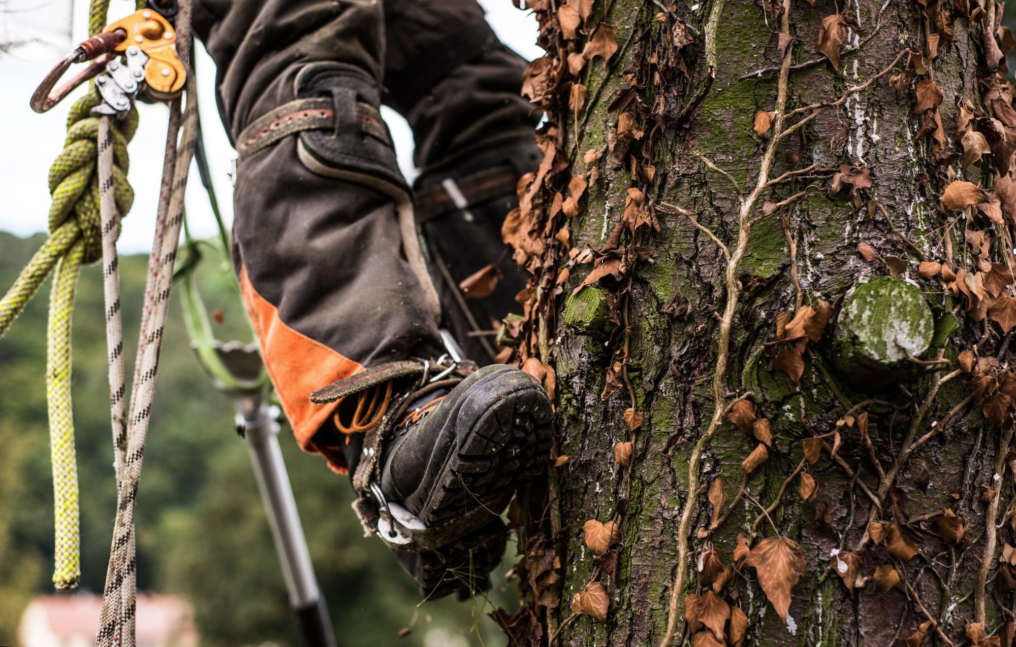 boots scaling a tree