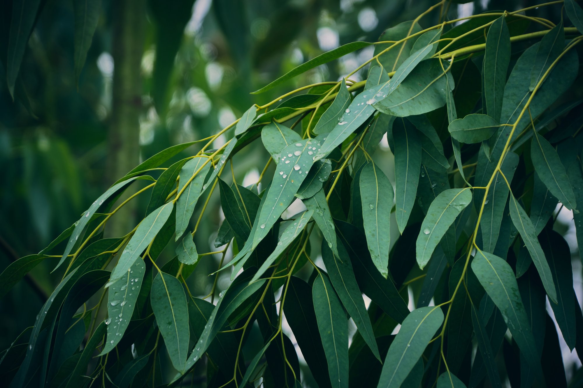 raindrops on eucalyptus leaves