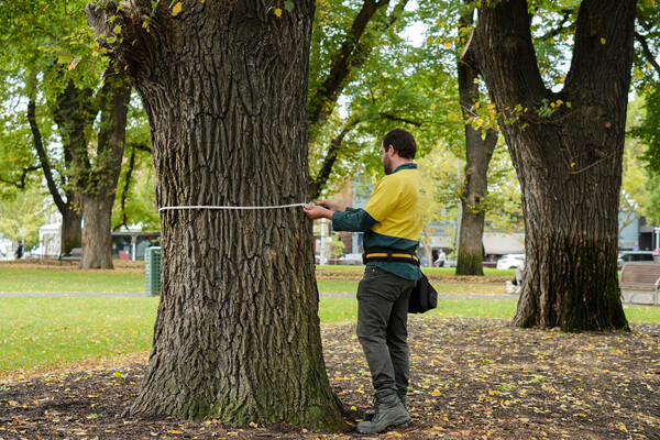 Arborcraft consultant assessing trees on a project site