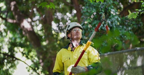 Arborcraft crew carrying out vegetation management and pruning