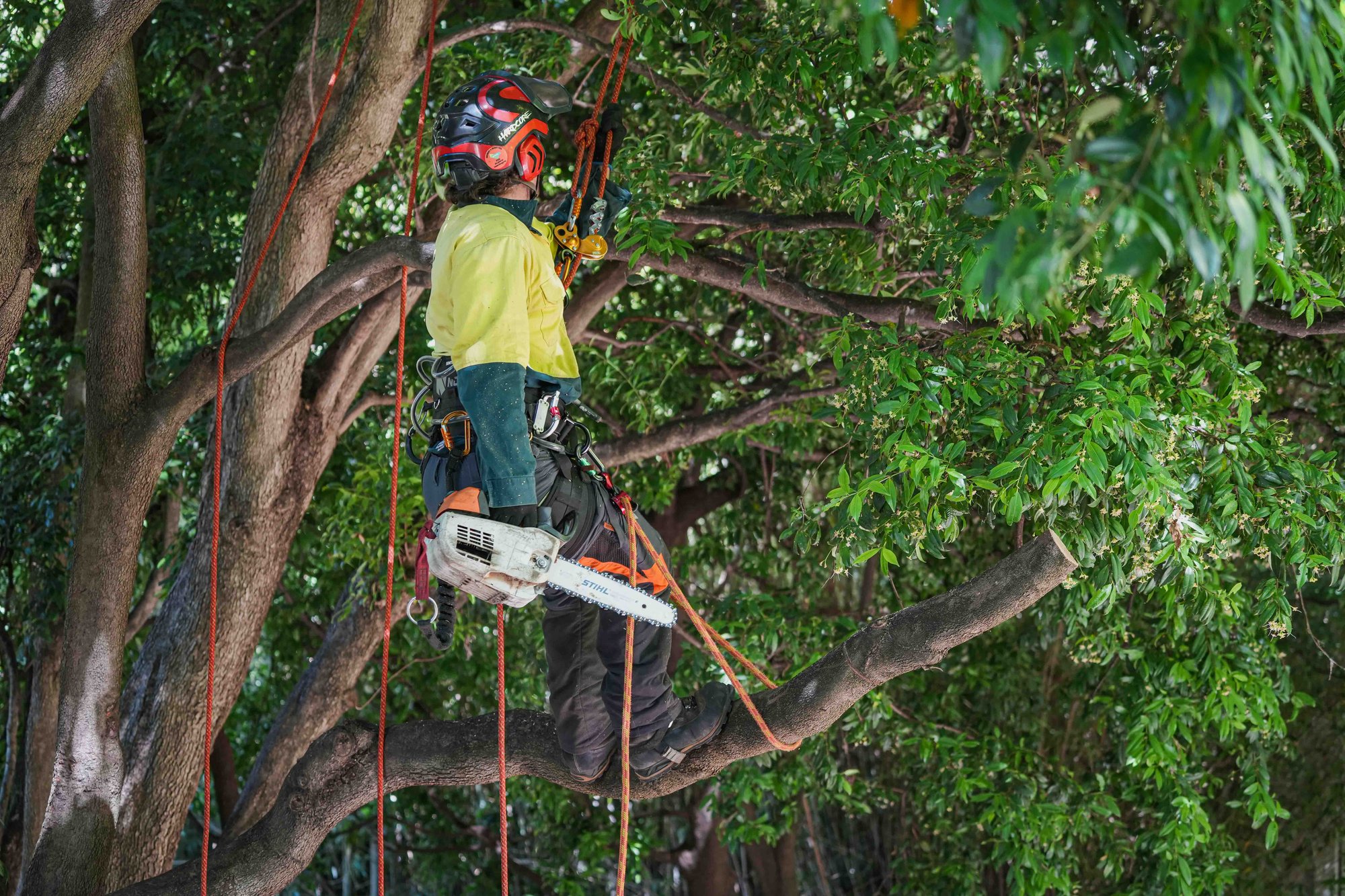 An arborist on ropes at the top of a tree