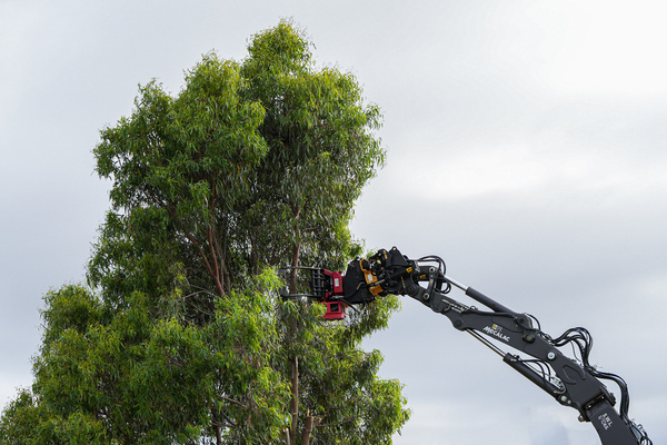 Tree removal crew at work on a live infrastructure site