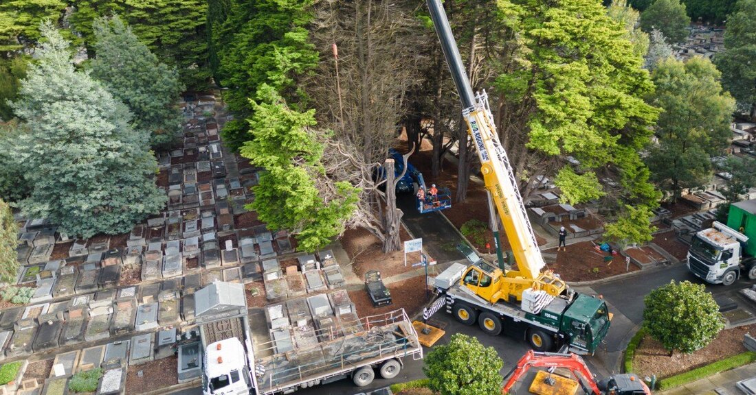 Arborcraft crew carrying out tree management work on an infrastructure project