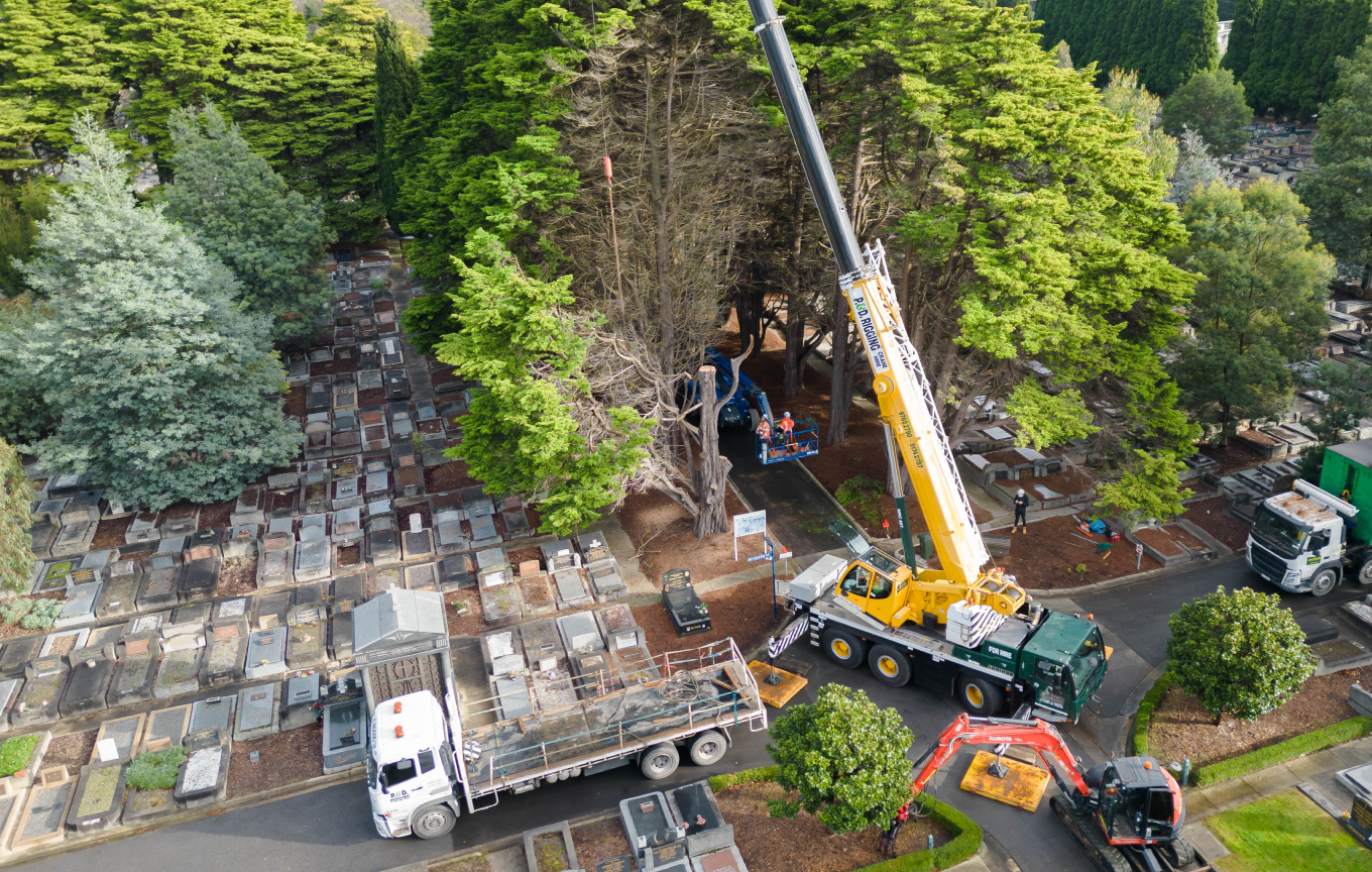 arborist cutting trees with machines