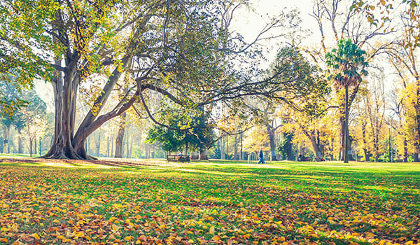 melb_urban_forest_trees
