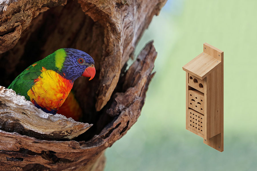 lorikeet_hollow_ext_900