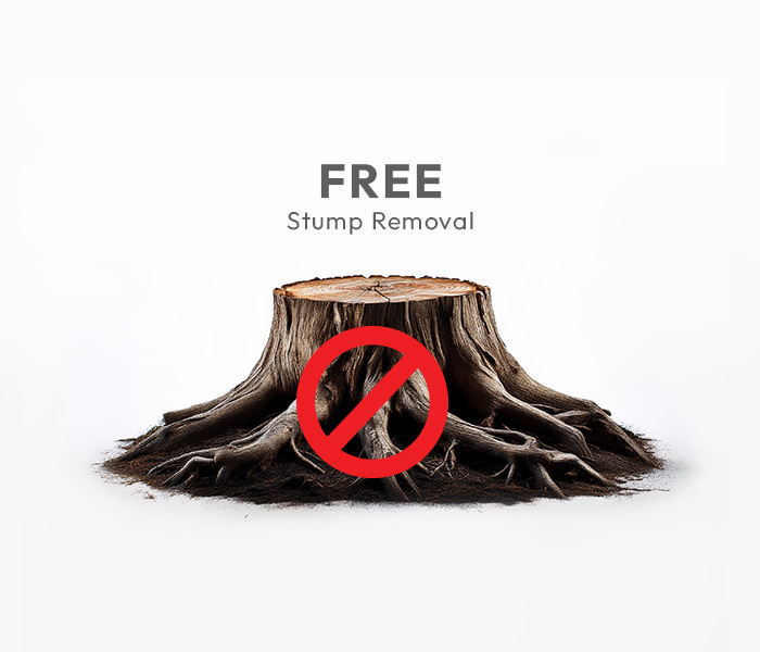 tree_stump_web_version_2