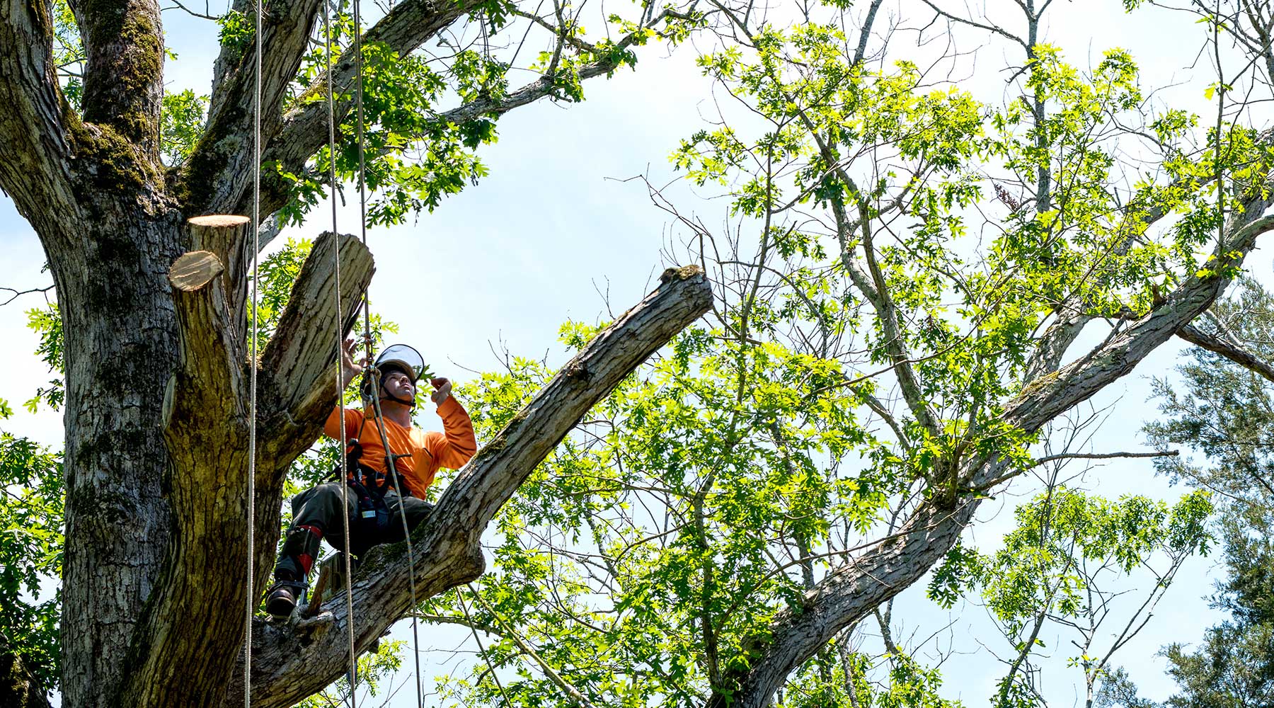 worker_tree_sleeved_1800_med